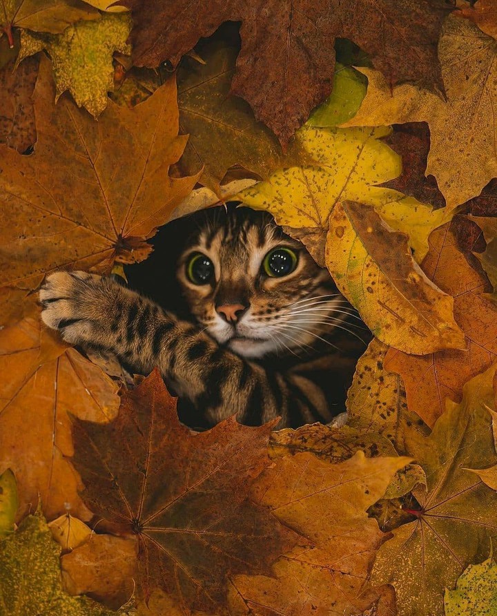Cute kitten