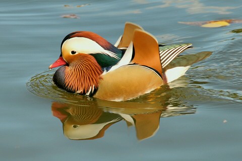 animal
