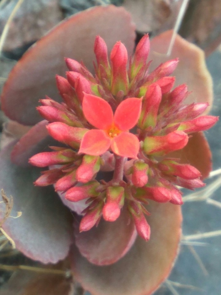 red flower 4