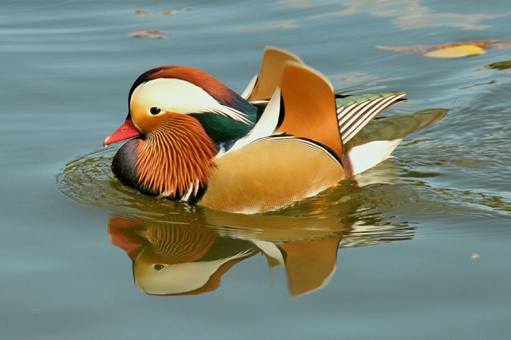 animal