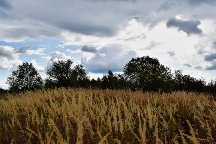 weather