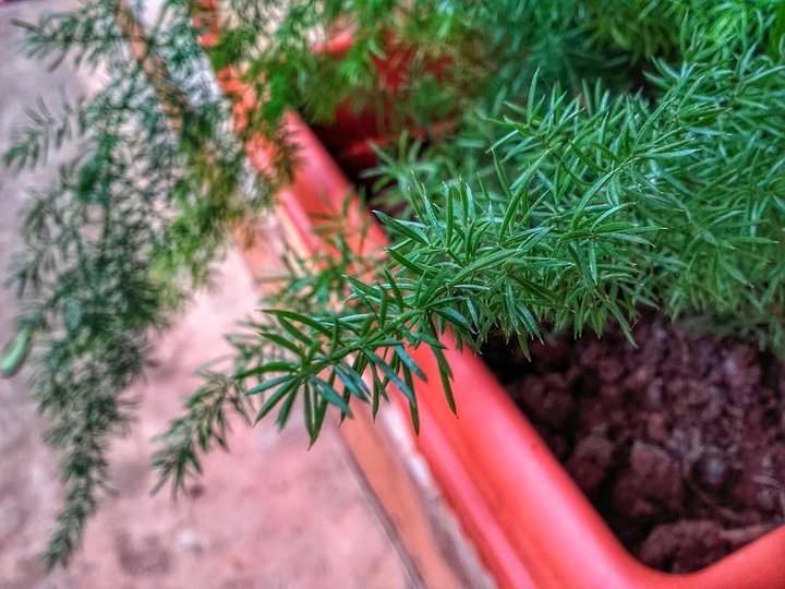 Plant