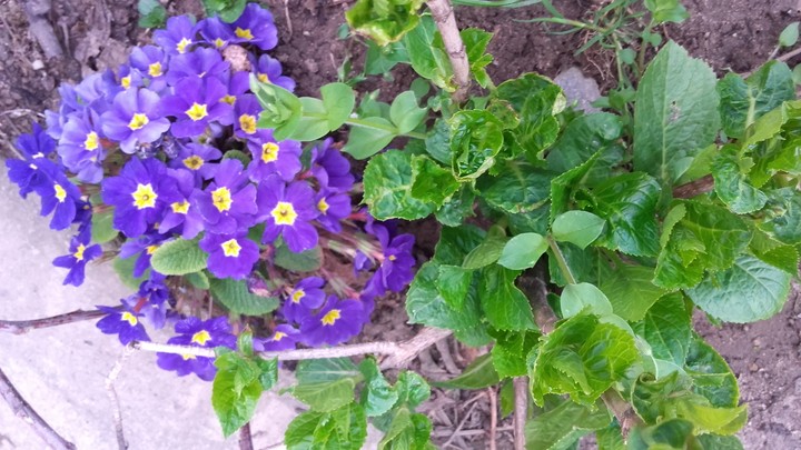 Nature