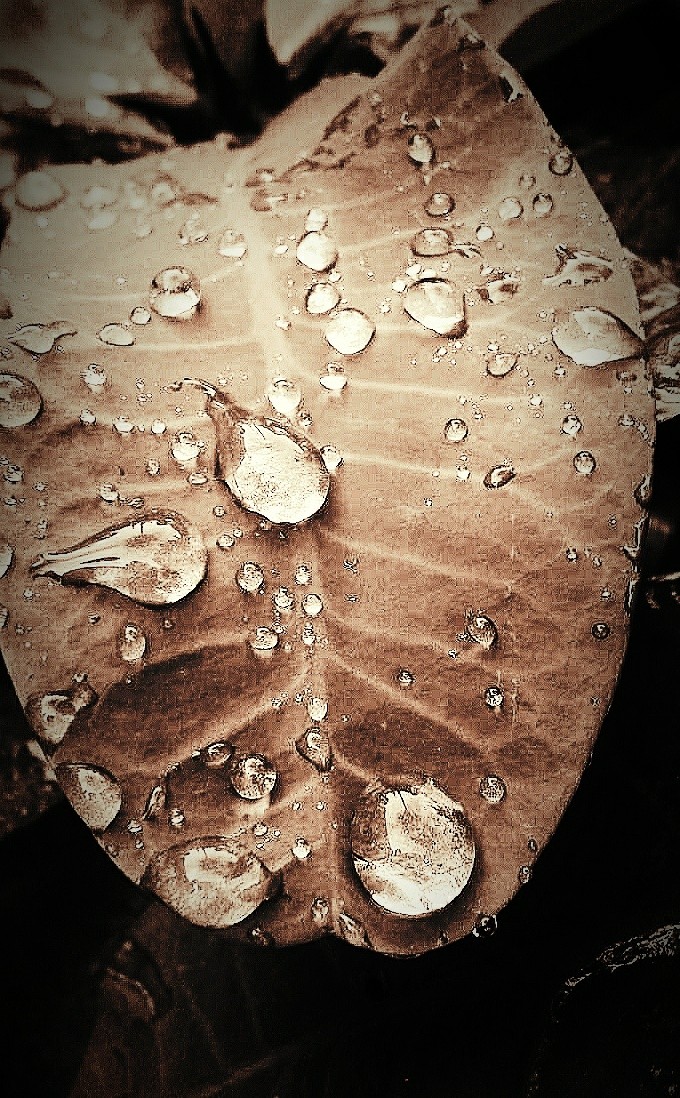 rain drops
