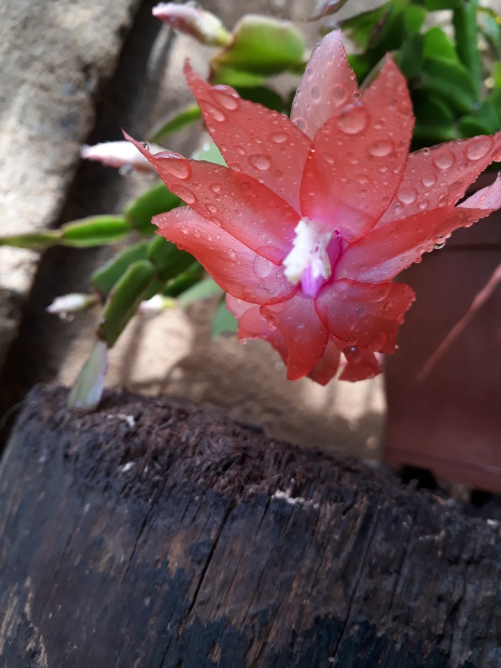 Minha paixão por fotografias