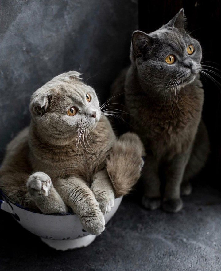 cat