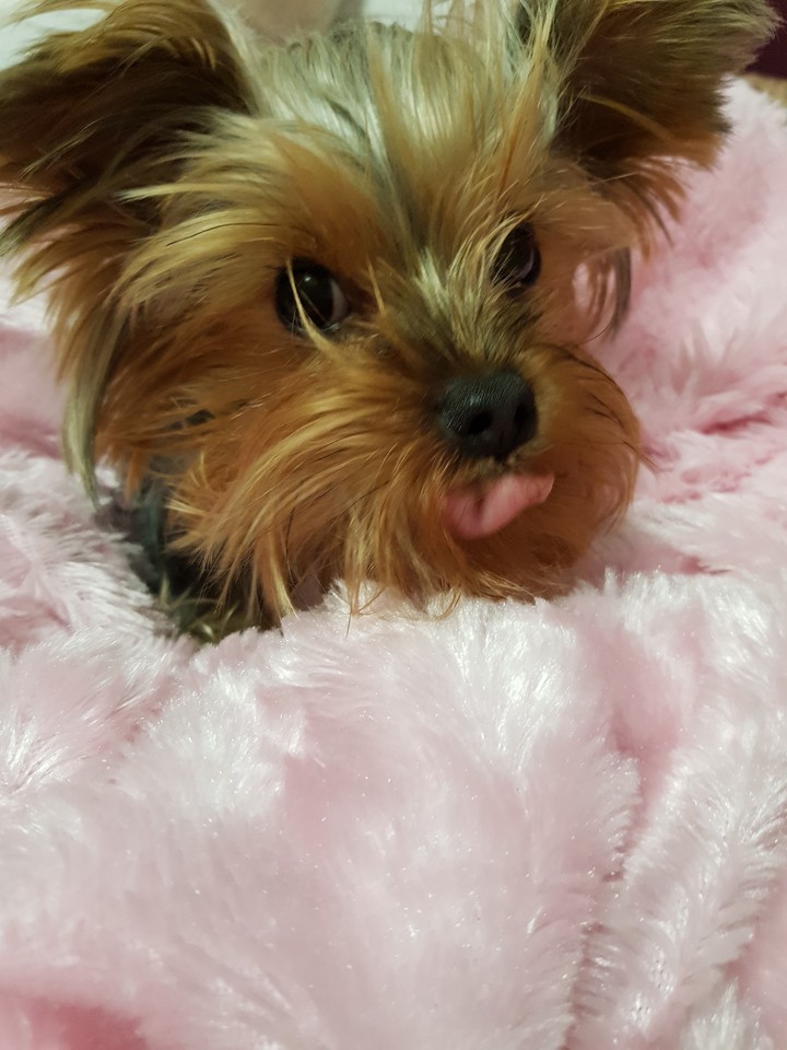 dog