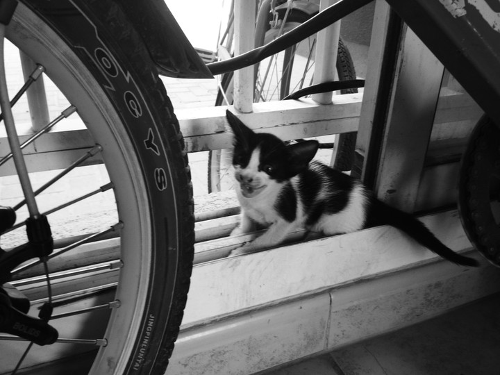 kitty cat