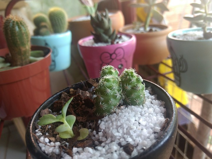 Cactos