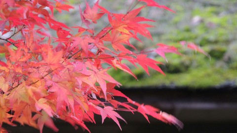 紅葉と茅葺き屋根