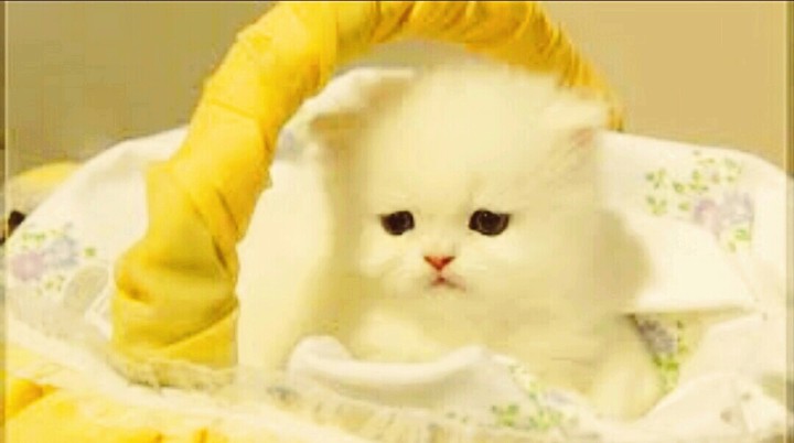 so cute 