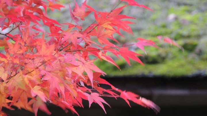 紅葉と茅葺き屋根
