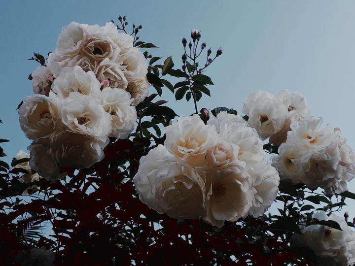 roses blanches