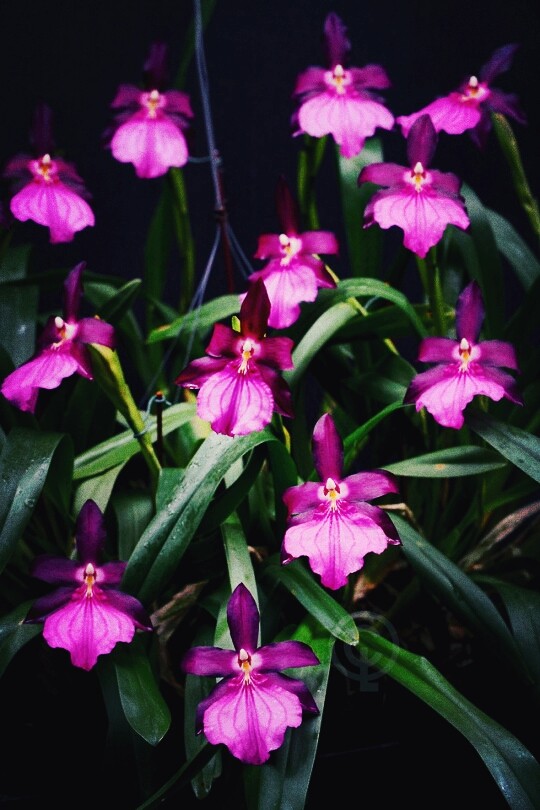 orquídea miltonia