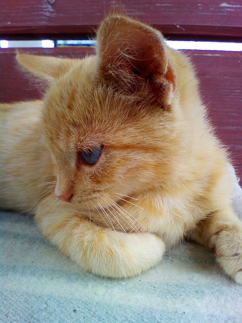sfondi kitten, cat