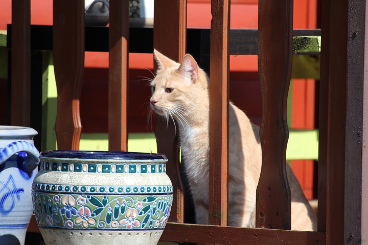 cat