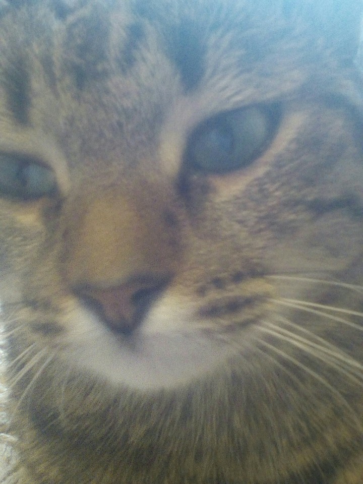 Кот