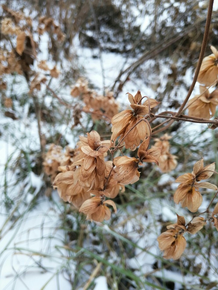 Цветы - моя любовь.