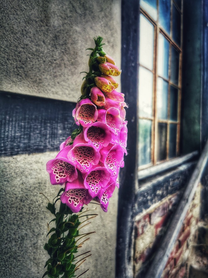 flower