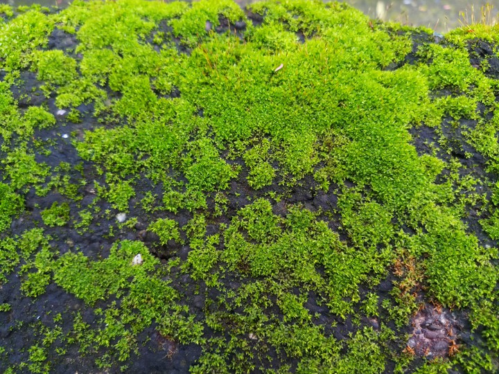 Rainy Green