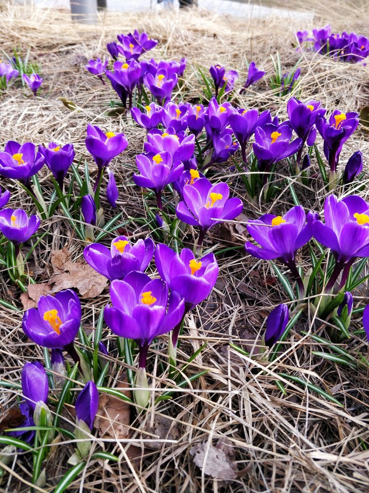 spring