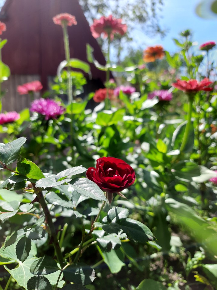 roses