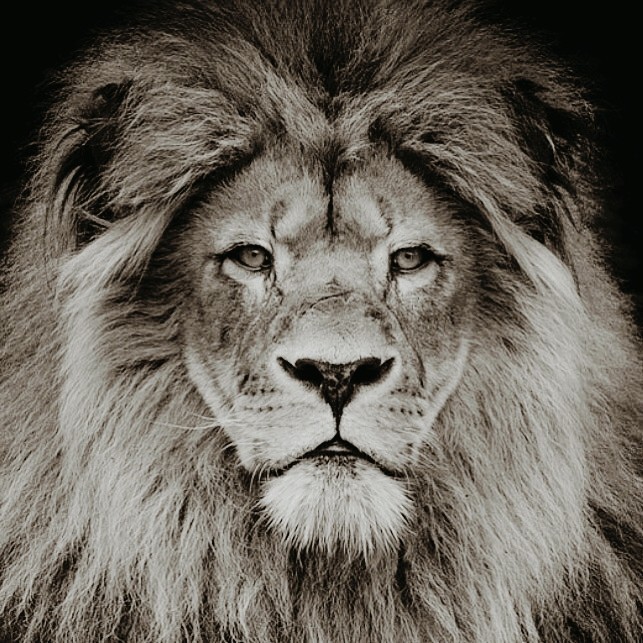 Leo - the Lion 