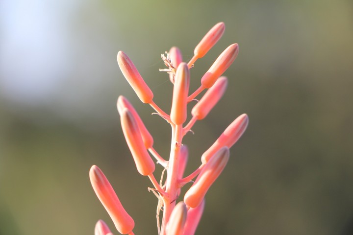 Coral Colours