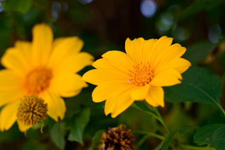 Mexican Sunflower