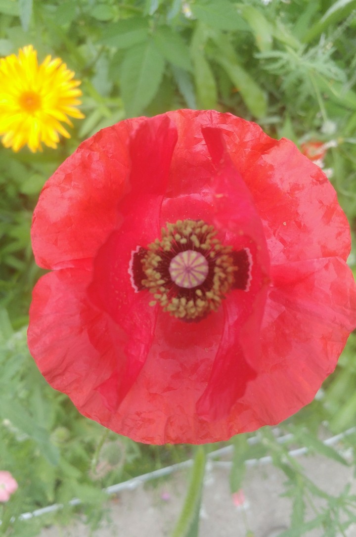 poppy in the garden