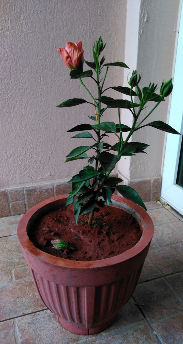 hibiscus