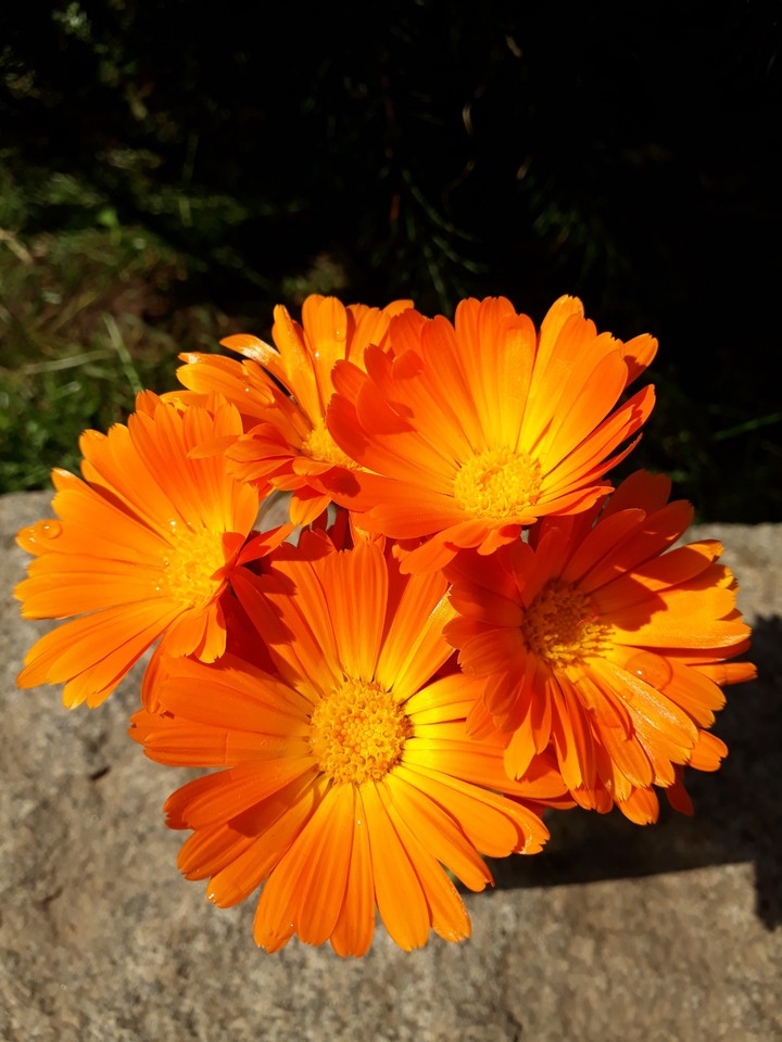flower Neven