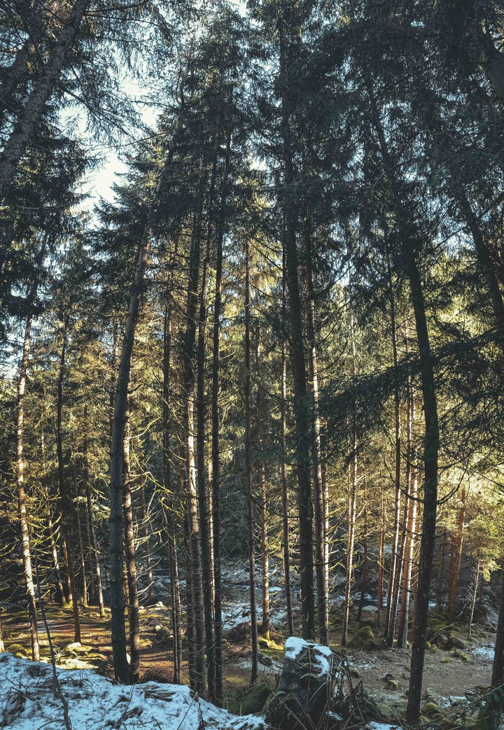 forest