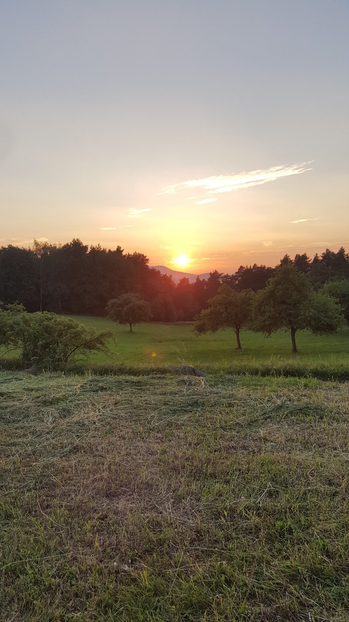 Meadow