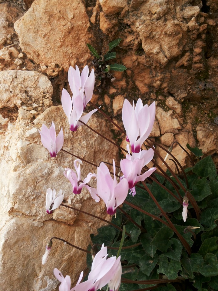 siklamen rose
