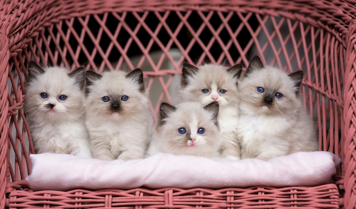 Baeutiful Cats