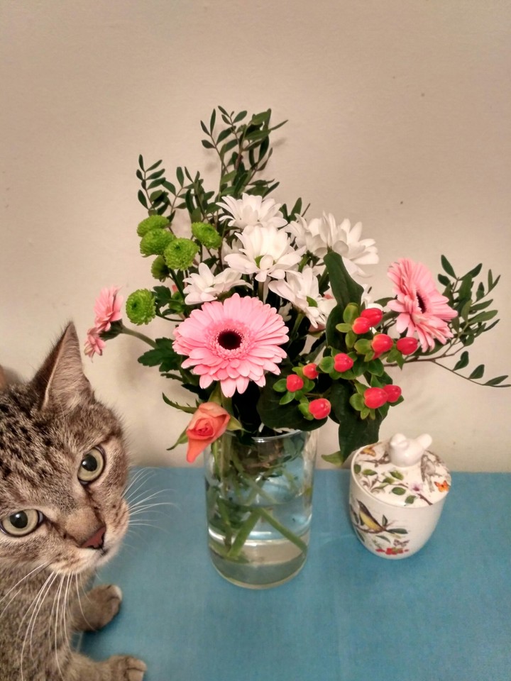 cat