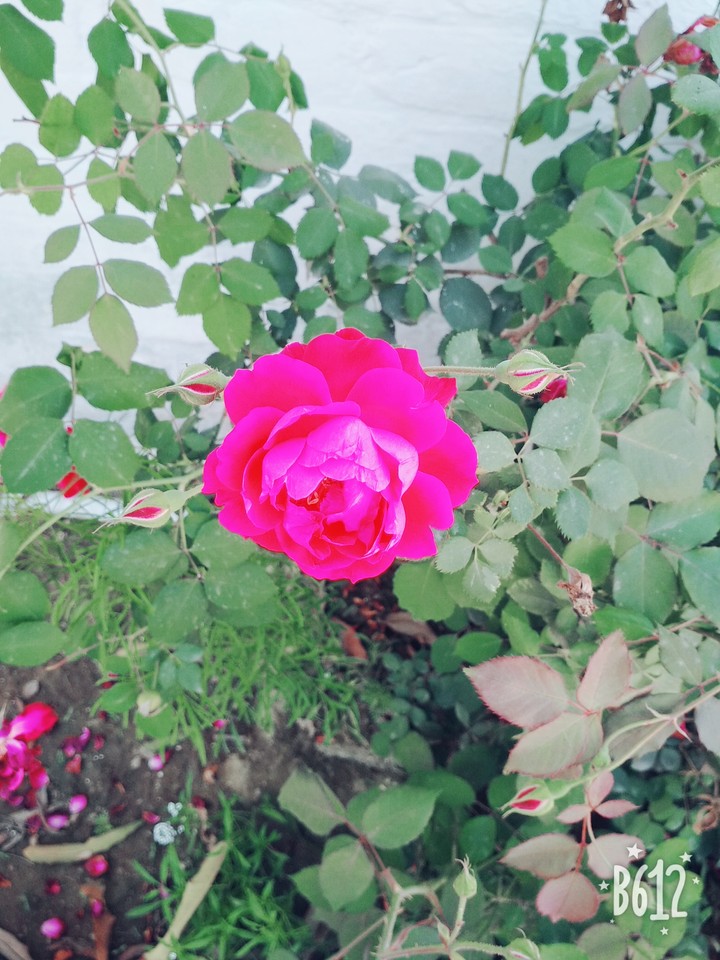 rose
