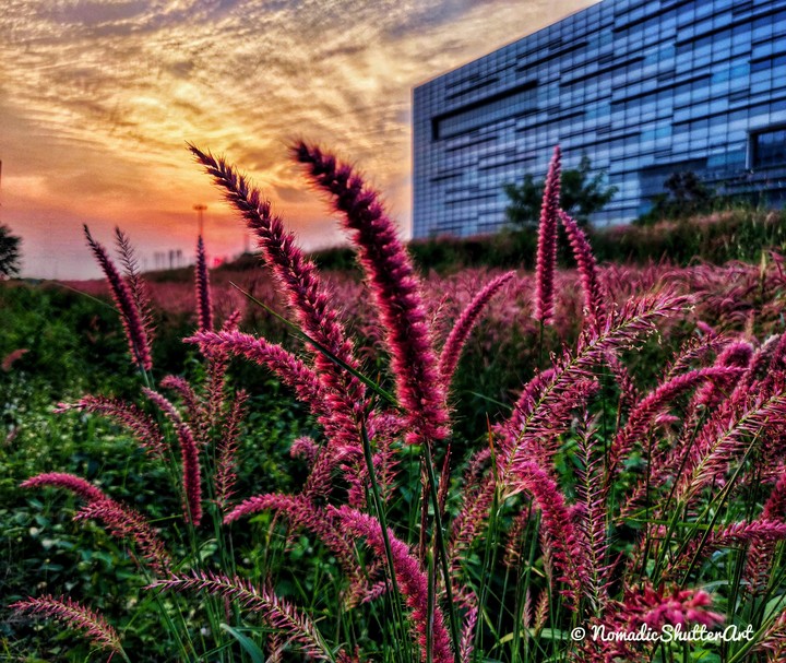 The dusk