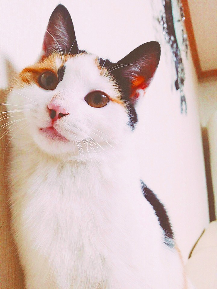 양양이