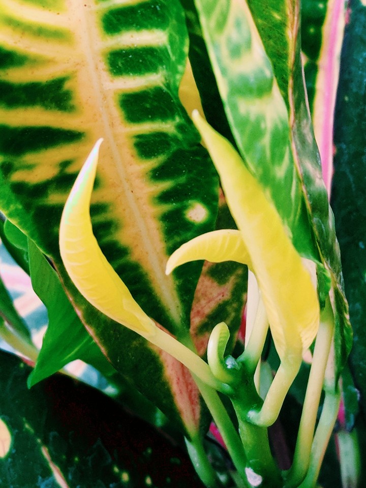 tropical plant