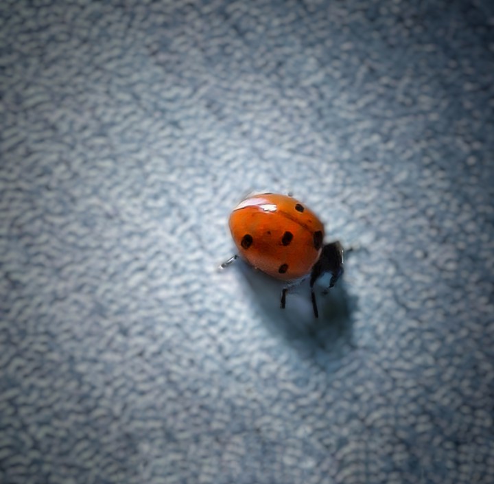 bug