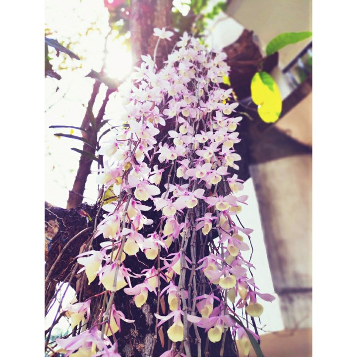 Orchid at Home