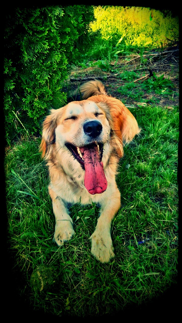 Dog