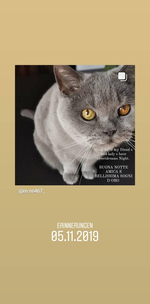 tapety cat, korat
