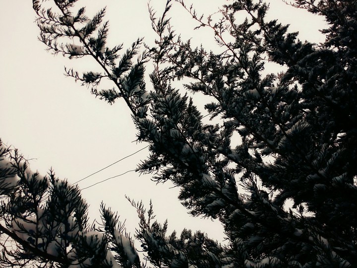 winter tree