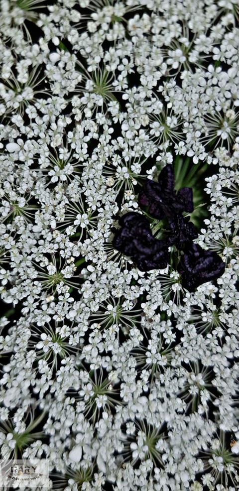 flor