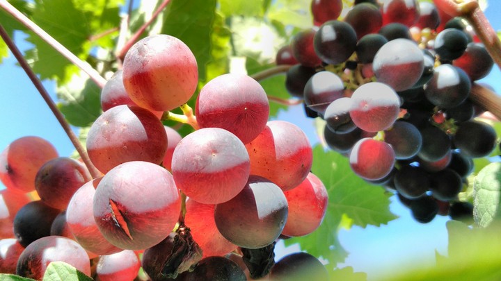 grapes