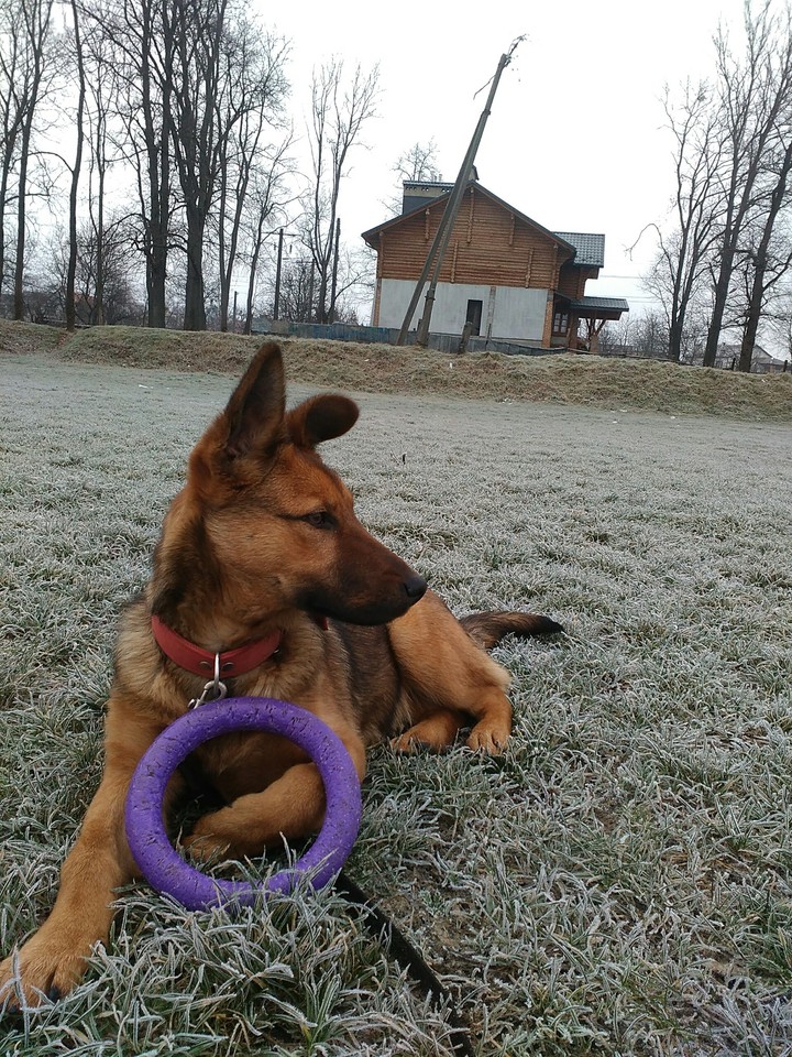 Кохана