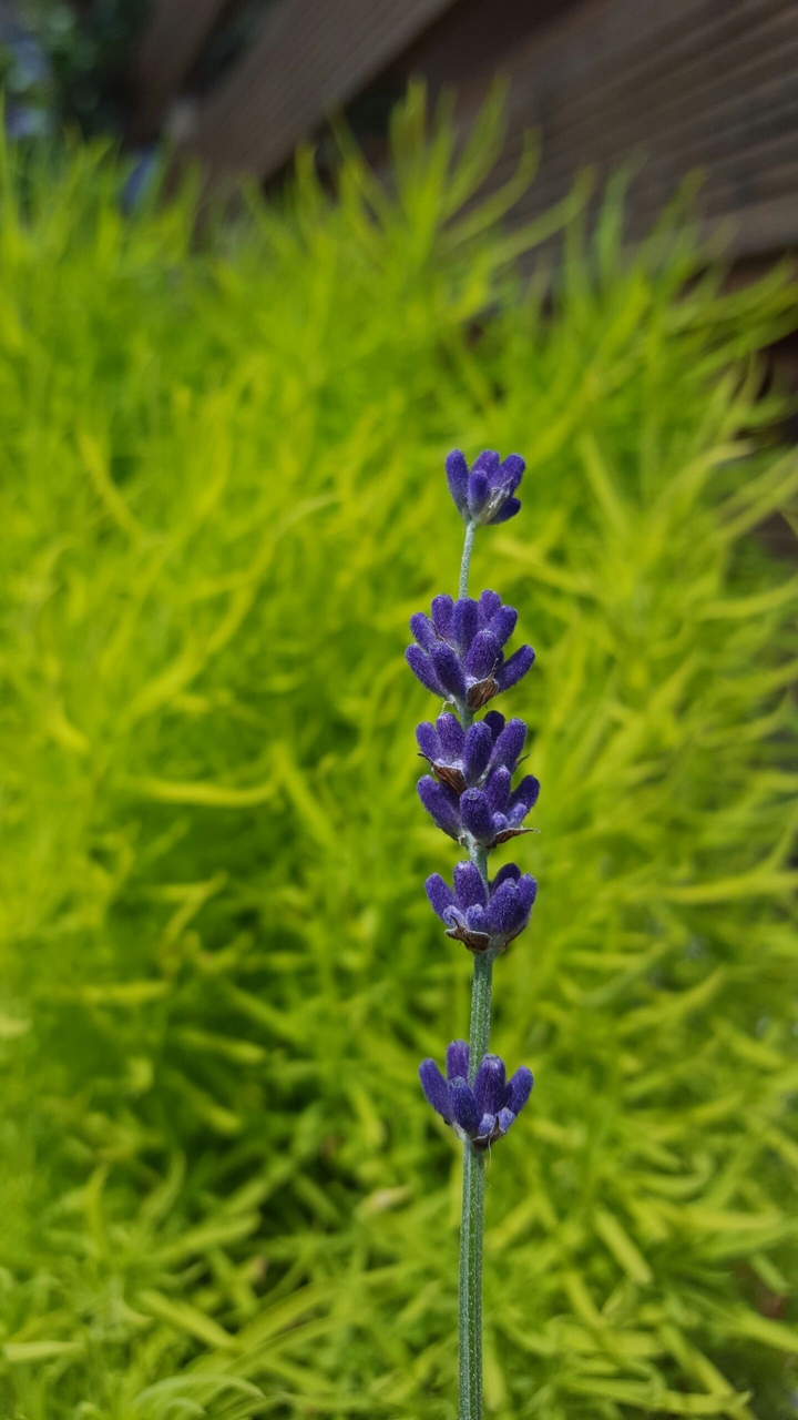 Lavender